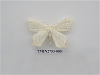 藏品(尺蛾321)的圖片